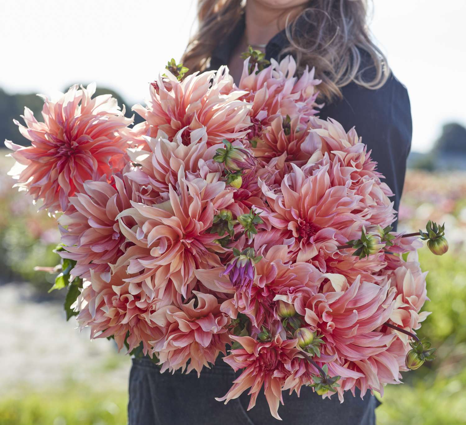 Dahlia 'Labyrinth'